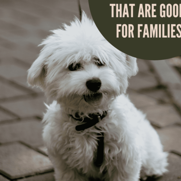 10 Best Small Dog Breeds for Families