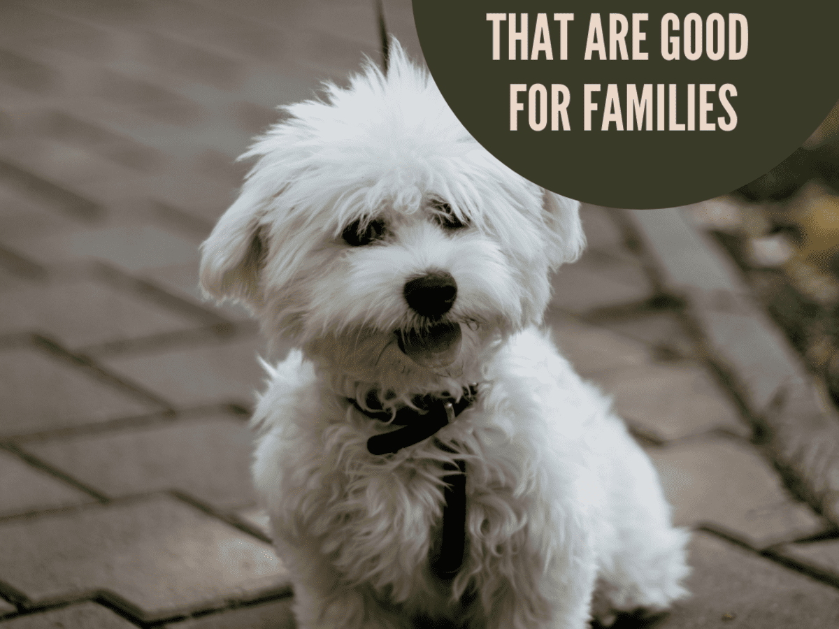 10 Best Small Dog Breeds for Families