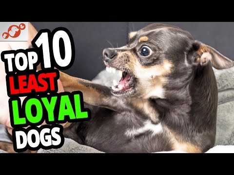 10 Dogs That Are the Least Loyal