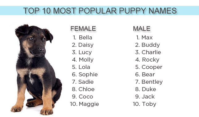 10 Most Popular Dog Names