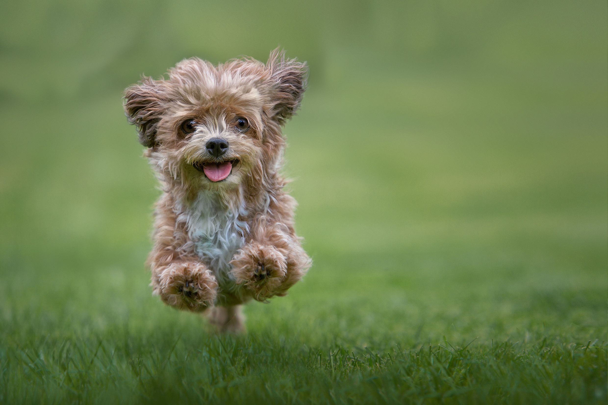 10 Most Popular Hypoallergenic Dogs Puppylovernews