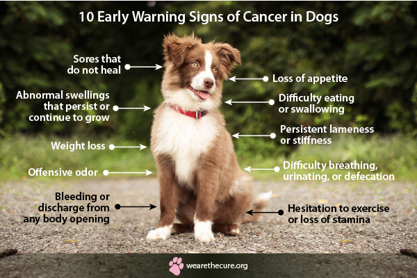 10 Signs Your Dog Has Cancer