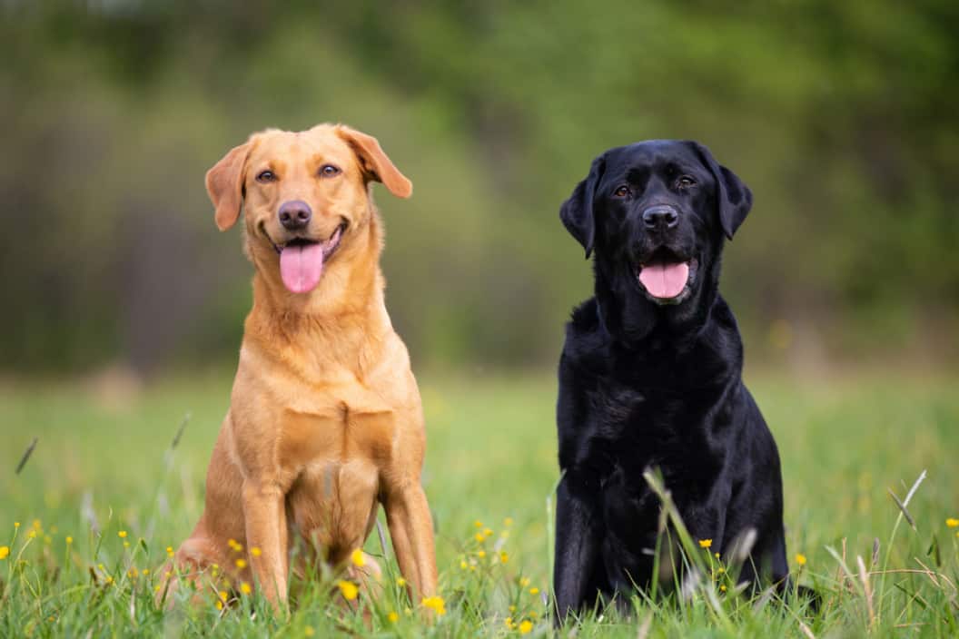 10 Things You Need To Know About Labrador Retrievers
