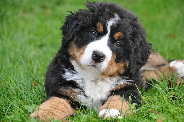 11 Best Large Dog Breeds for Families