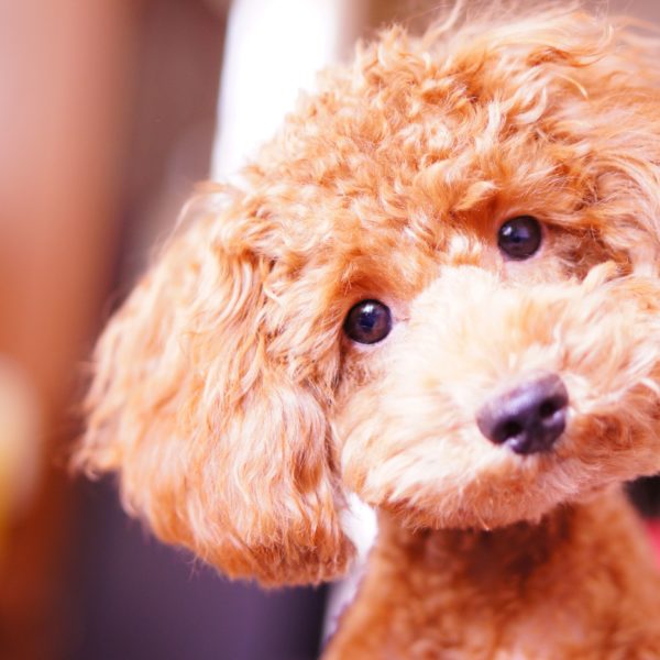 11 Coolest Small Dog Breeds