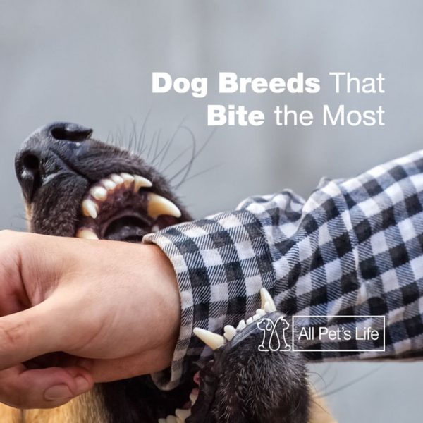 11 Dog Breeds That Bite the Most