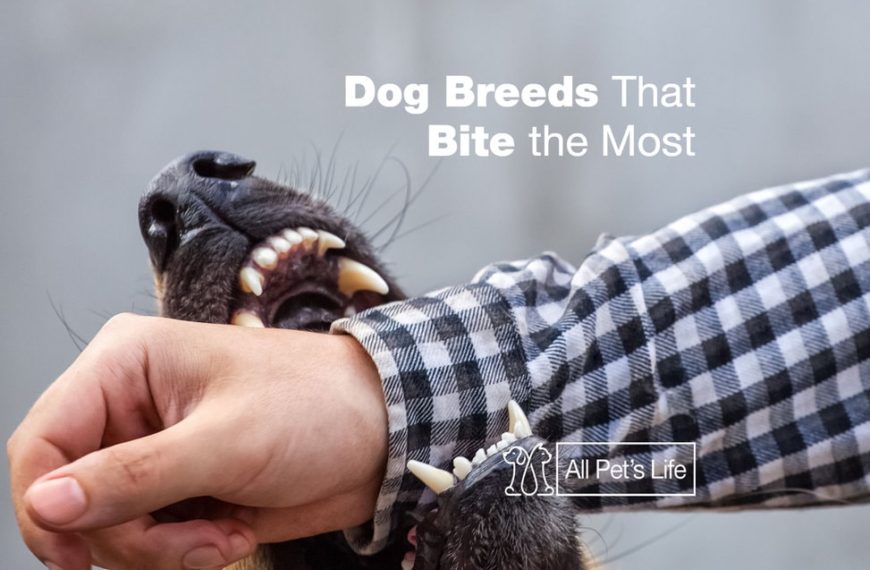 11 Dog Breeds That Bite the Most