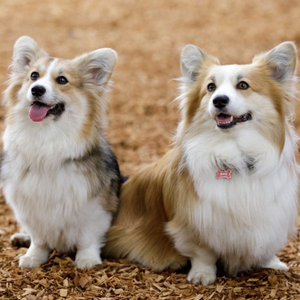11 Easiest Dogs to Raise