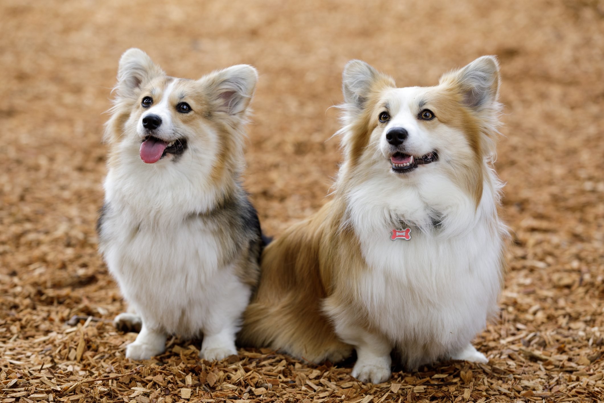 11 Easiest Dogs to Raise