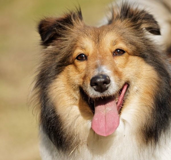 11 Most Expensive Dog Breeds