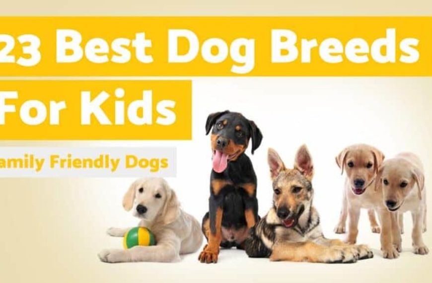 11 Most Friendly Dogs for Children