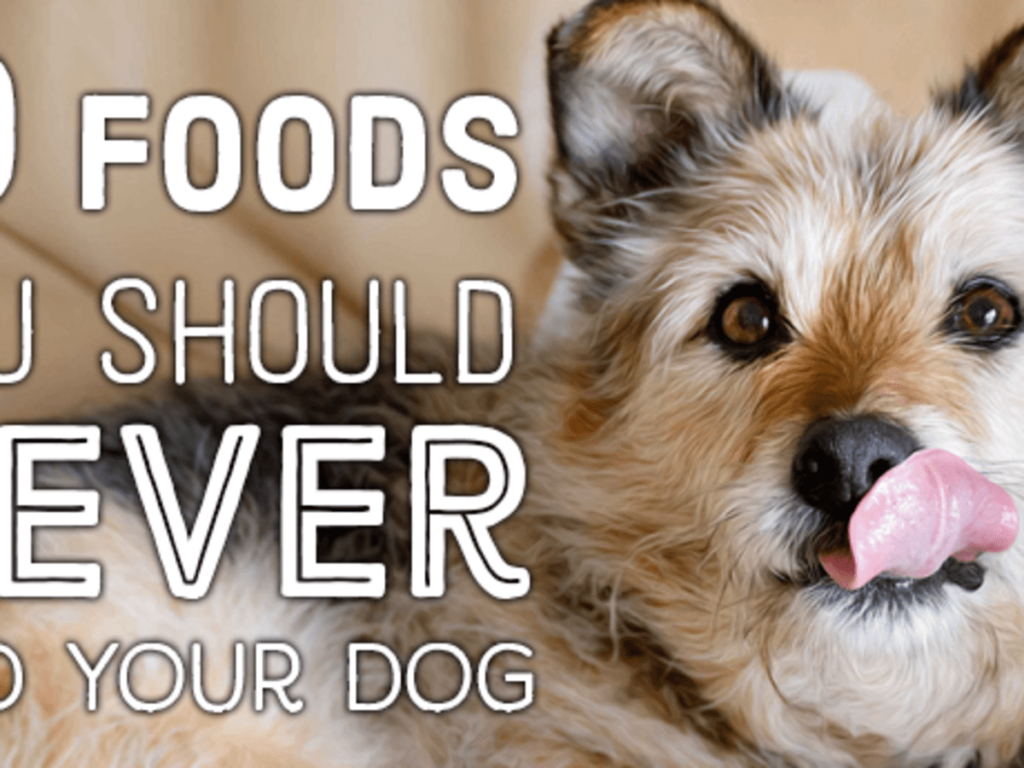 11 Things You Should Never Feed Your Dog - Puppylovernews.com