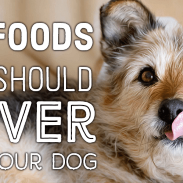 11 Things You Should Never Feed Your Dog