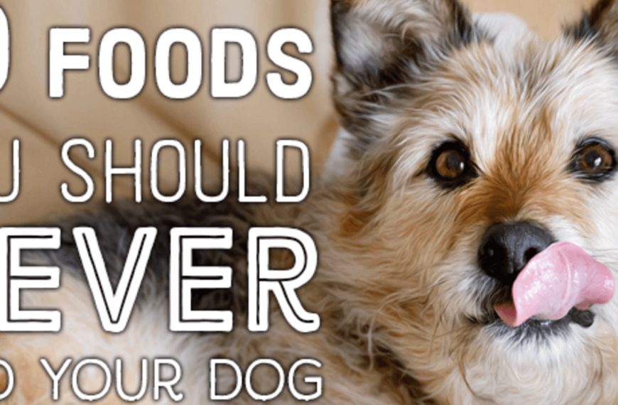 11 Things You Should Never Feed Your Dog