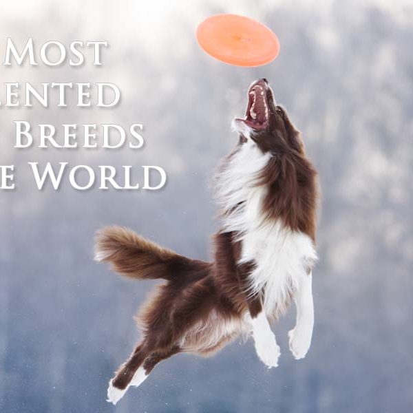 15 Talented Dog Breeds