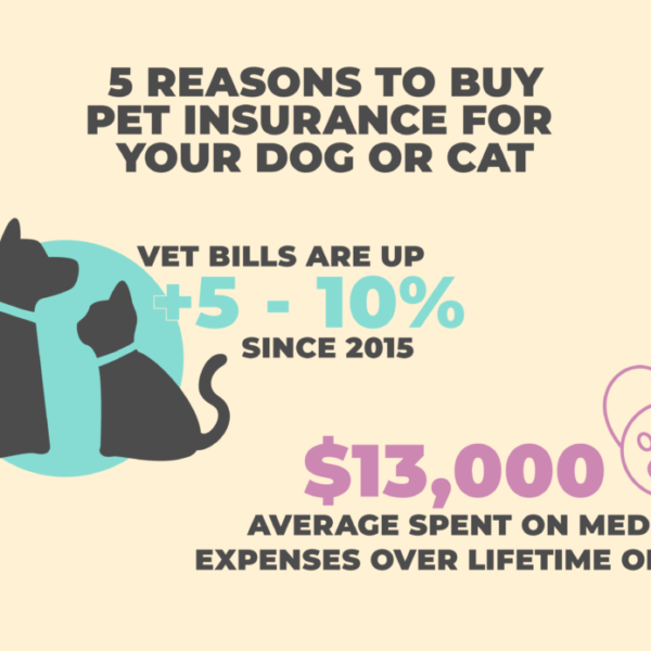 5 Reasons To Buy Dog Insurance (2025)