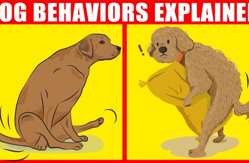 6 Odd Dog Behaviors Explained