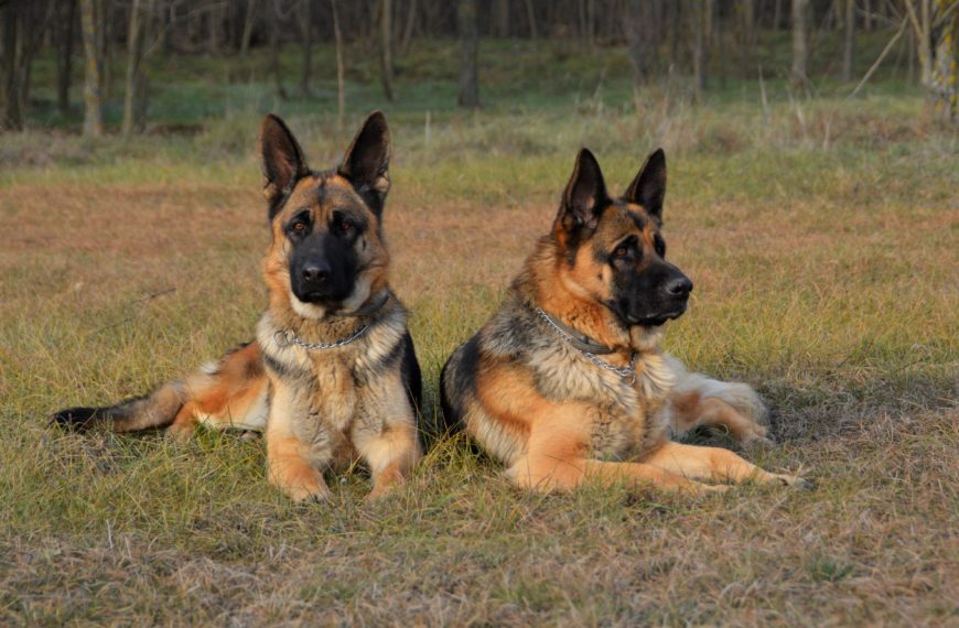 8 Best Dogs to Protect Your Home from Intruders