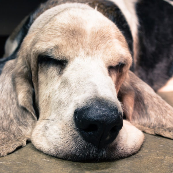 8 Sleepiest Dog Breeds