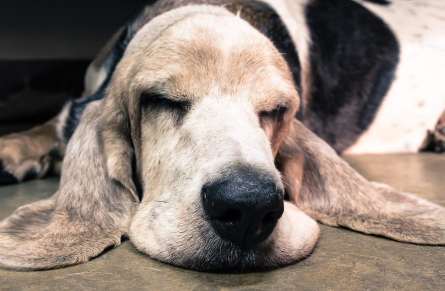 8 Sleepiest Dog Breeds