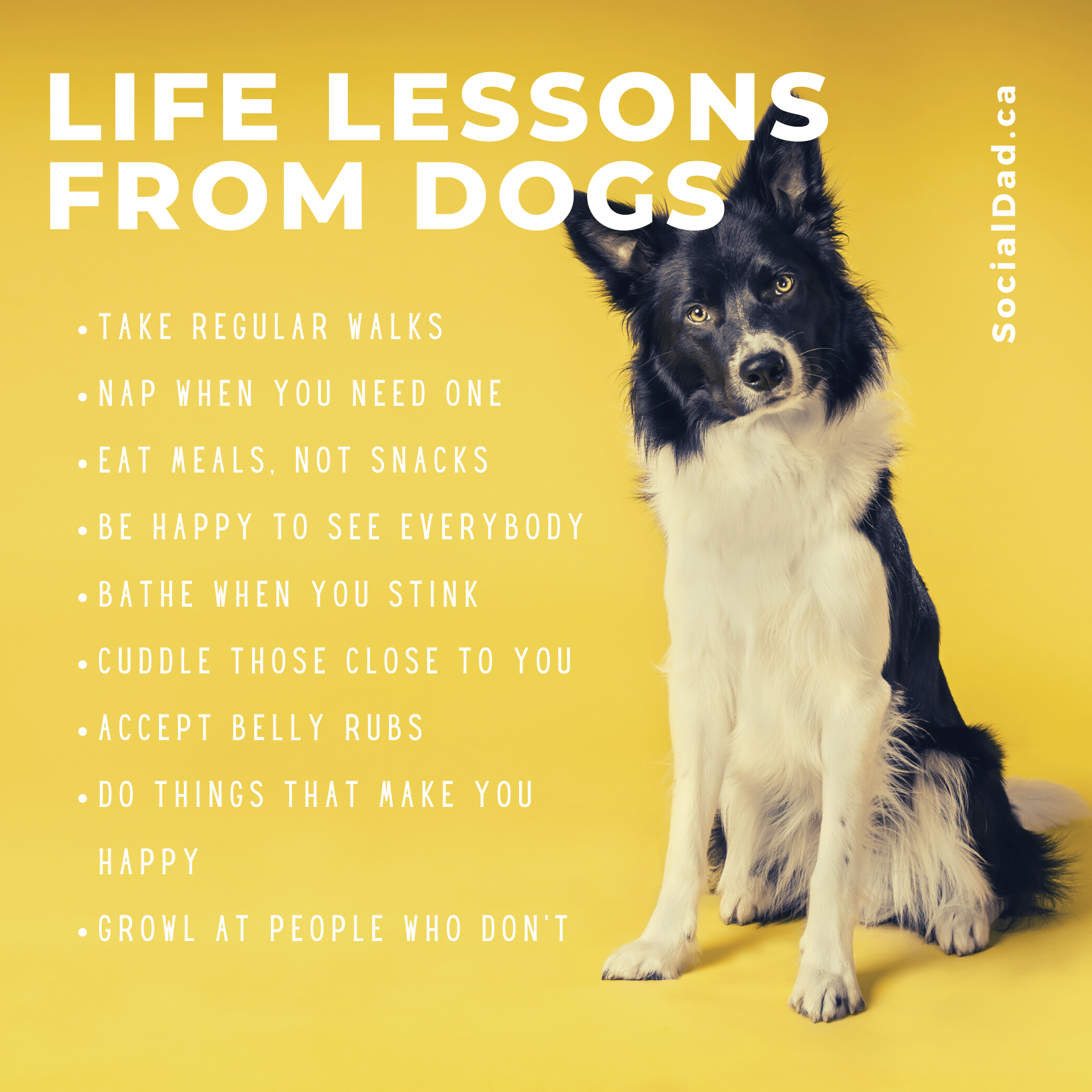 9 Life Lessons Learned From Dogs