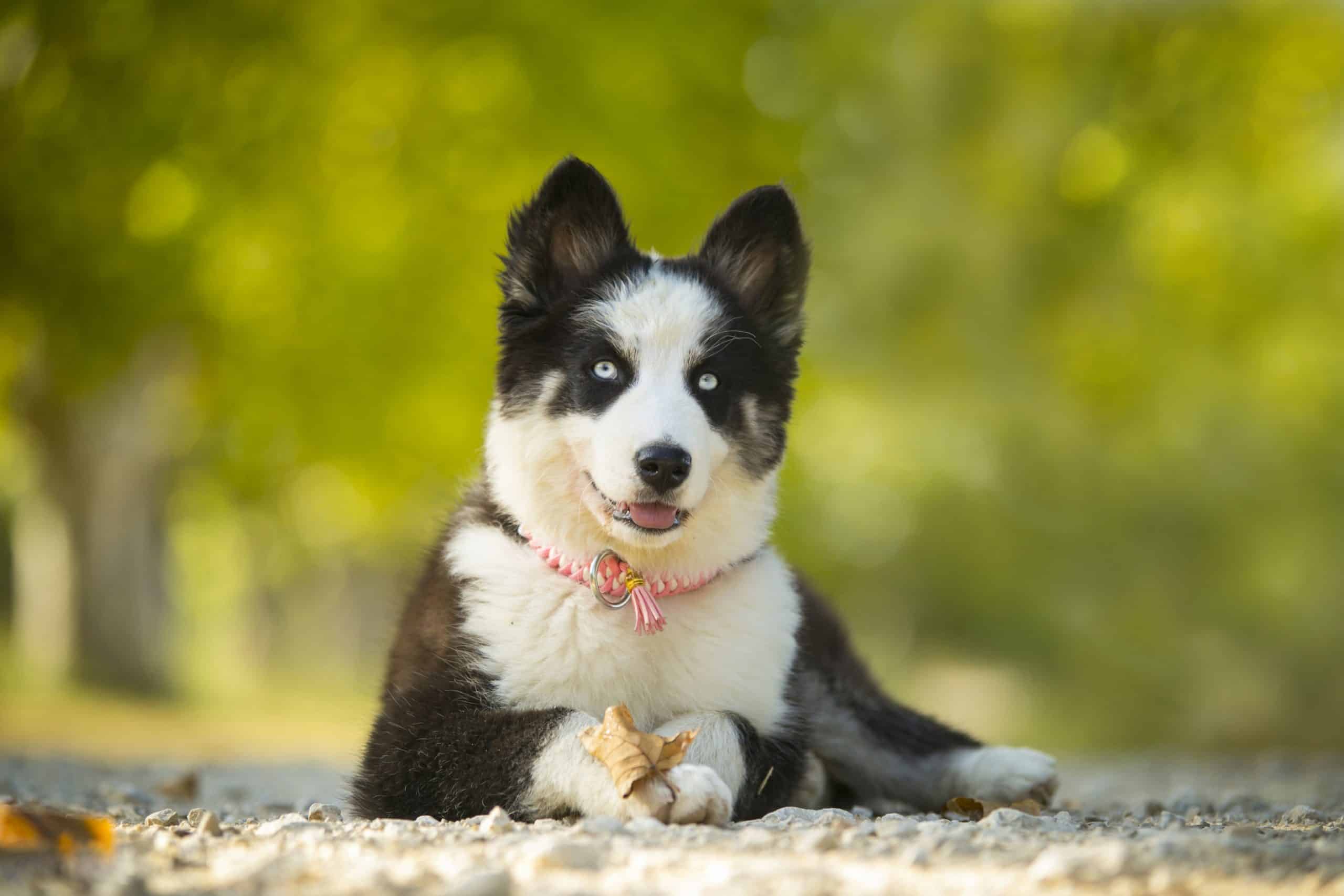 9 Rarest Dog Breeds Puppylovernews