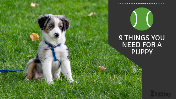 9 Things You Need to Buy When Getting a Puppy