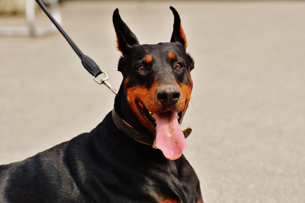 9 Things You Need To Know About Dobermans