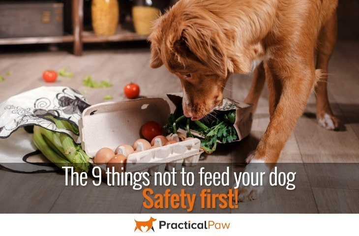 9 Things You Should Never Feed Your Dog