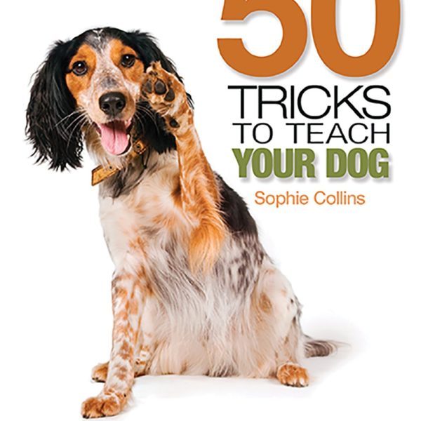 Amazing Tricks To Teach Your Dog