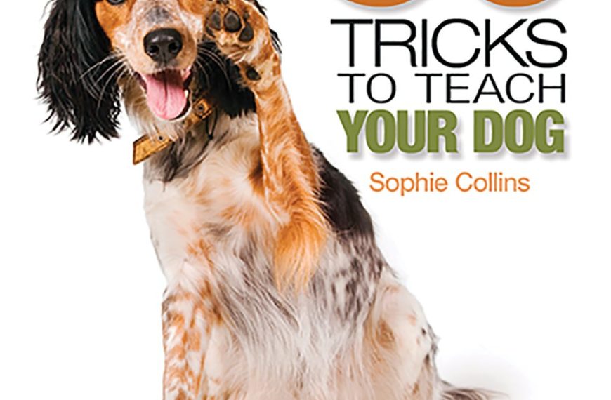 Amazing Tricks To Teach Your Dog