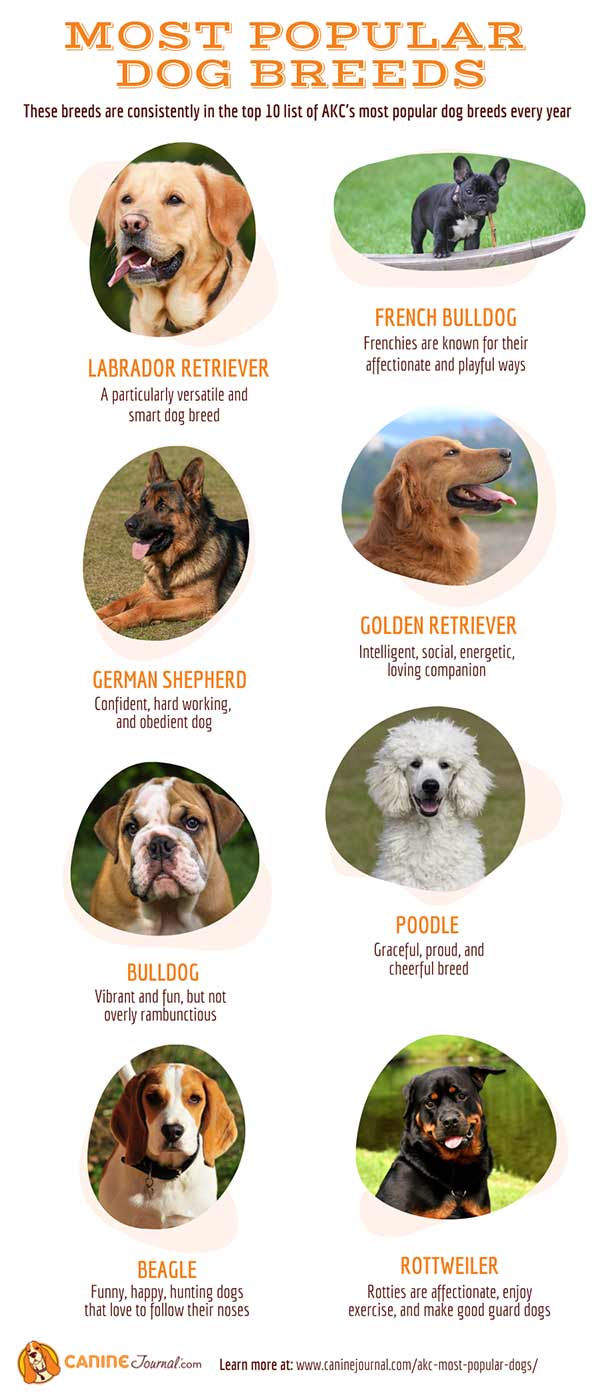 Choosing the Right Dog from the Latest 9 AKC Dog Breeds