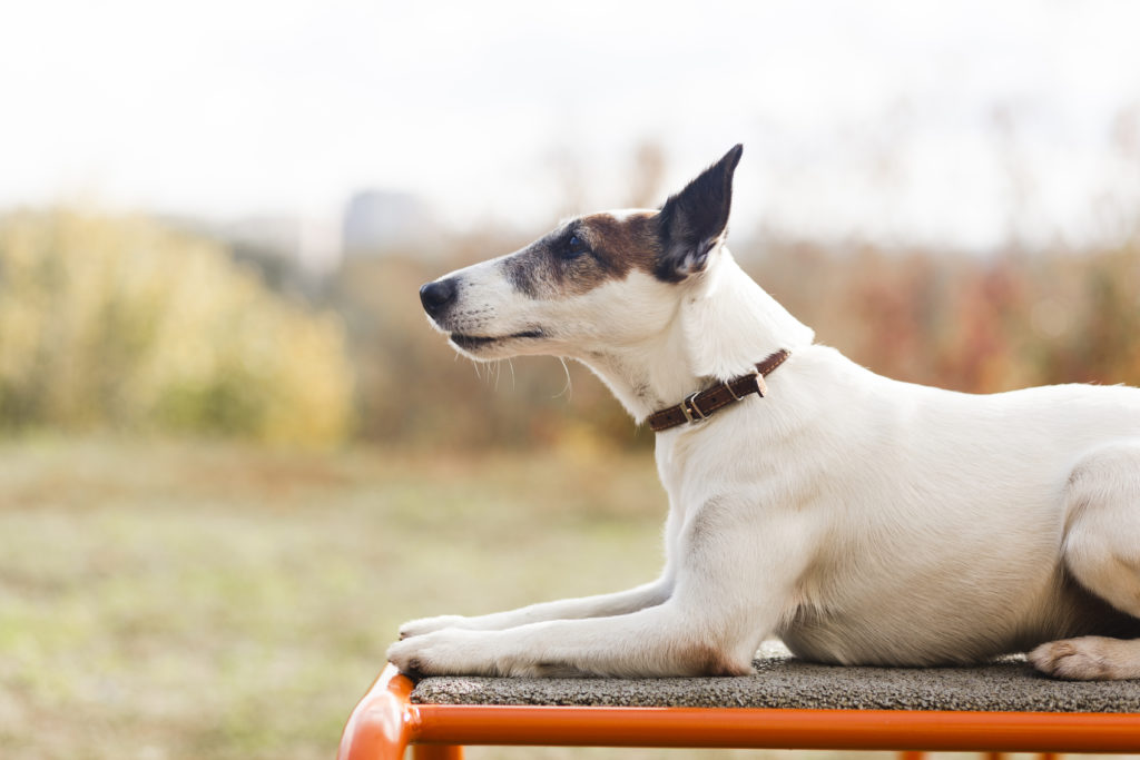 jack russell laying on a bench