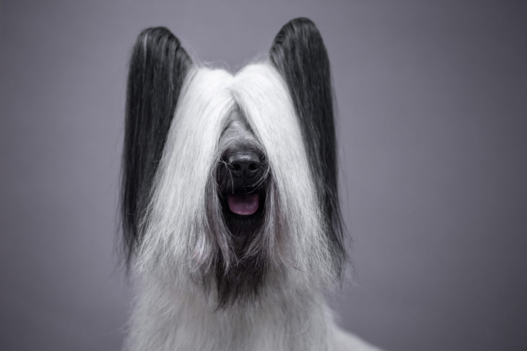 skye terrier portrait