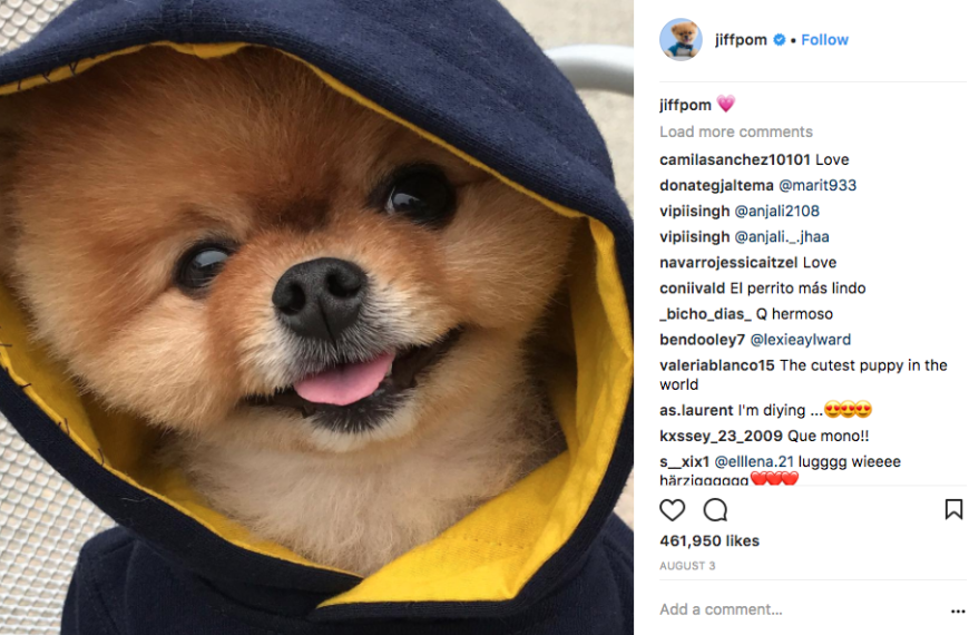 The 9 Most Popular Dogs on Instagram