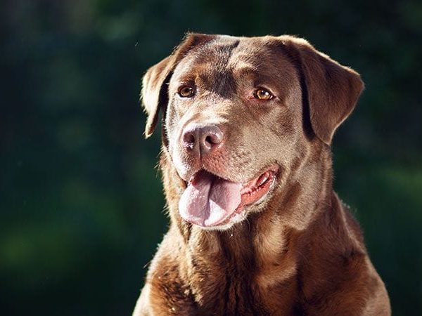 17 Intelligent dogs, small and large breeds [2022]