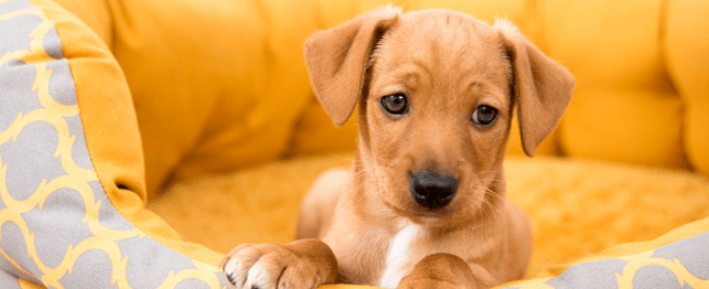 Top 8 “No’s” for New Puppy Owners